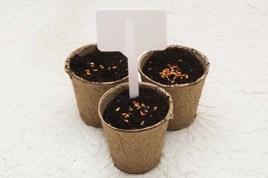 biodegradable-cardboard-pots